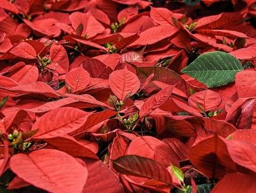 Stella di Natale da regalare: storia e tradizioni