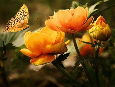 Piante da esterno, quali sono le più belle? Ecco chi sopporta freddo e sole!